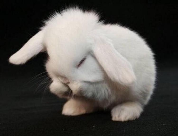 十八罗汉正确生肖