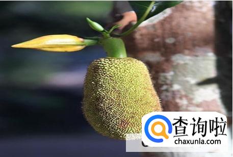 面包果怎么吃好吃