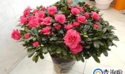 家庭种植小木槿怎样做到满盆花开？