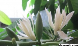 黄桷兰花怎么保鲜较好