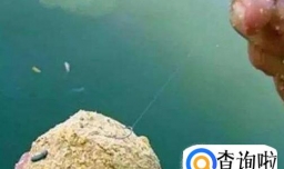 钓鲫鱼如何打窝?