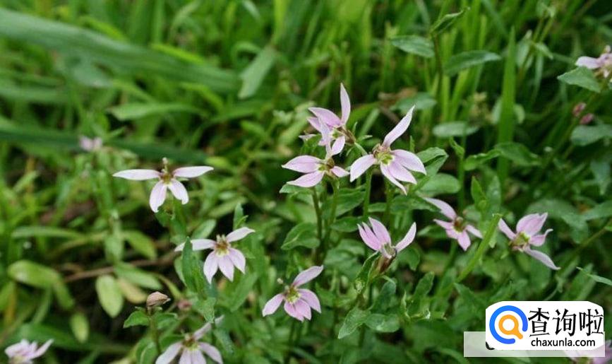 半枝莲长虫了怎么处理