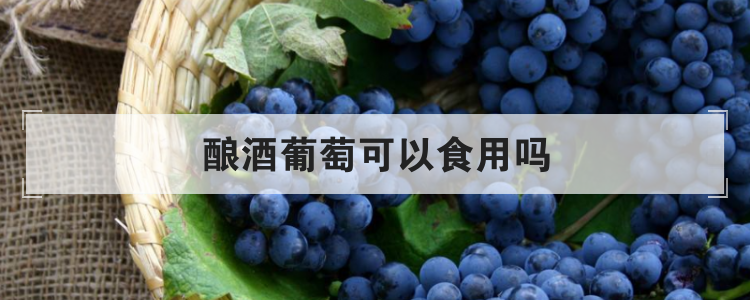 酿酒葡萄可以食用吗