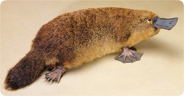 哺乳动物有哪些