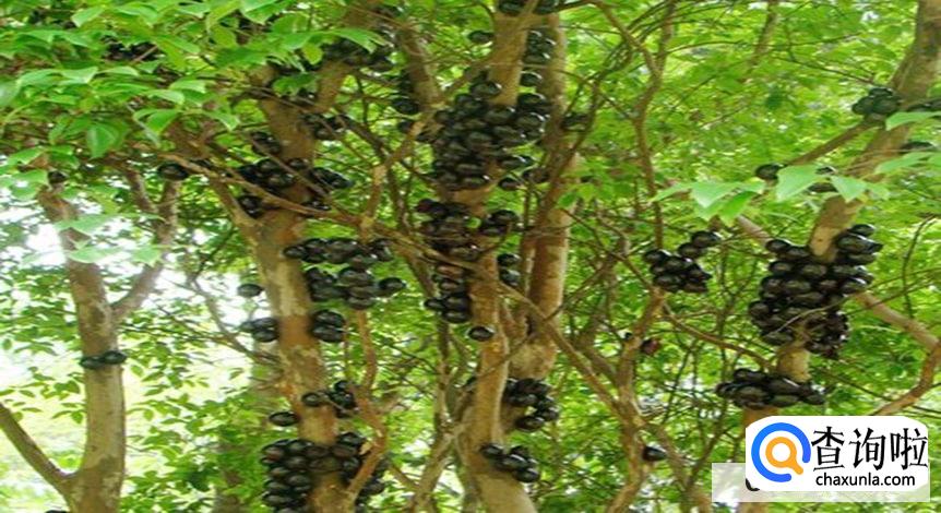 嘉宝果怎样种植长得快又好