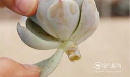 多肉植物怎么迅速叶插繁殖