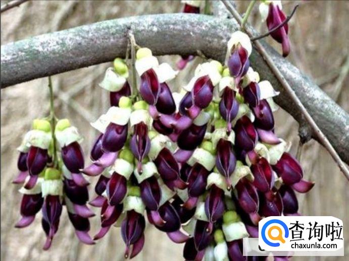 禾雀花种子种植方法