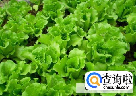 生菜的功效与作用