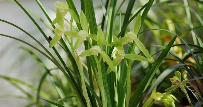 冬天开的花有哪些