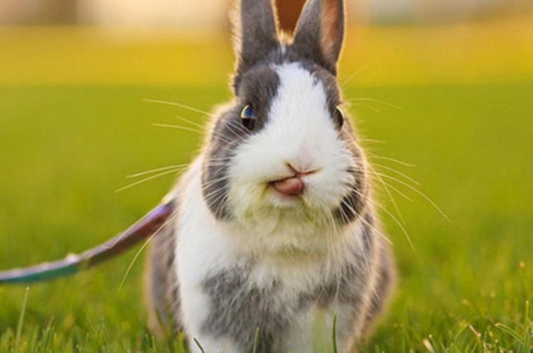 兔子低血糖怎么办