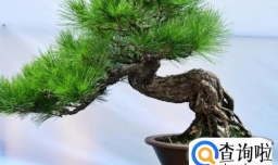 食品干燥剂有哪些妙用？