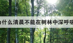 为什么清晨不能在树林中深呼吸