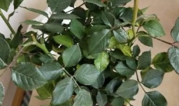 玫瑰花叶子发黄了怎么办