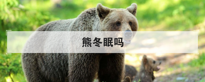 熊冬眠吗