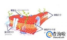 细胞膜的结构与功能