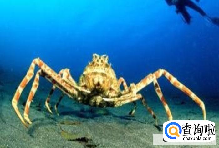 螃蟹有什么挑选的方法呢