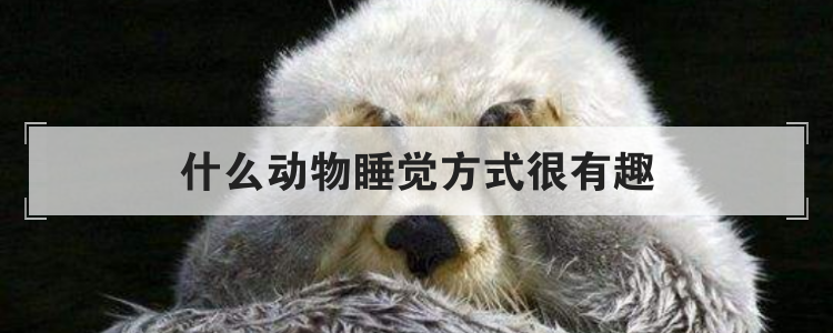 什么动物睡觉方式很有趣