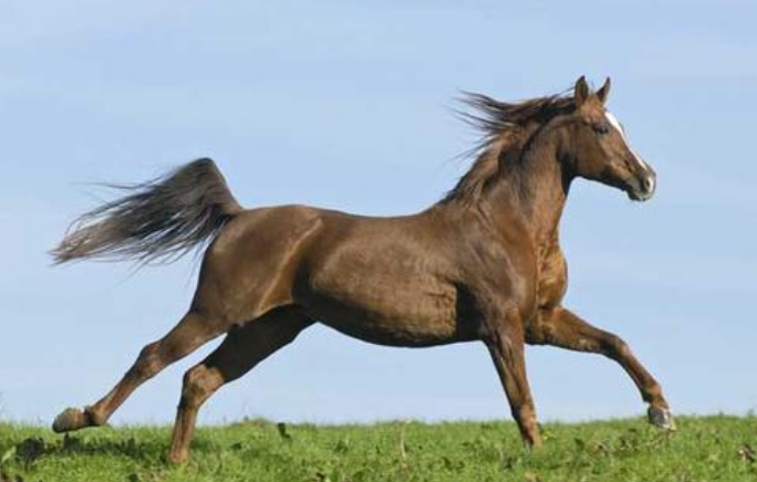 擅长画马的画家有哪些