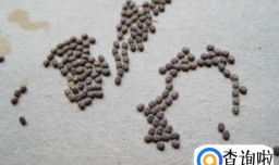 蚕破茧而出后怎么办