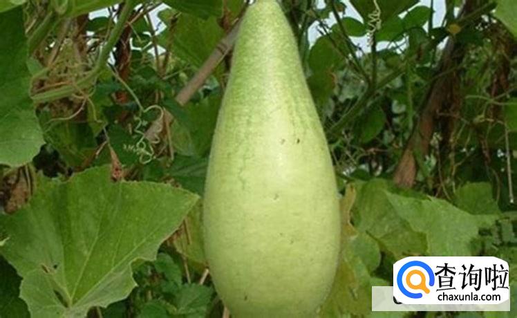 挑选蒲瓜的原则有哪些