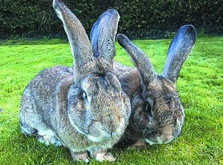 世界上最大的兔子