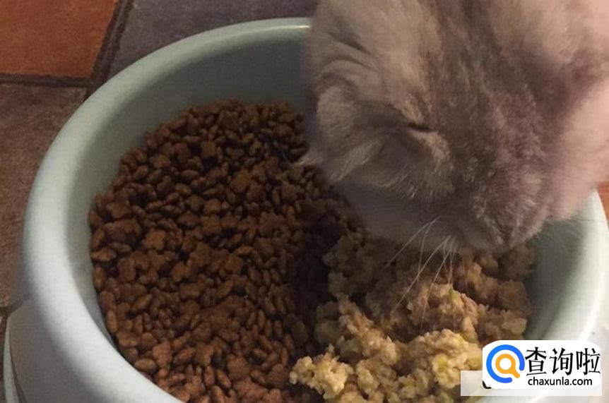 自制猫粮的做法
