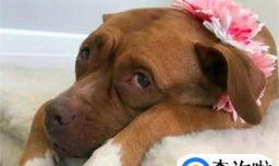 狗狗不肯进狗窝睡觉怎么办？