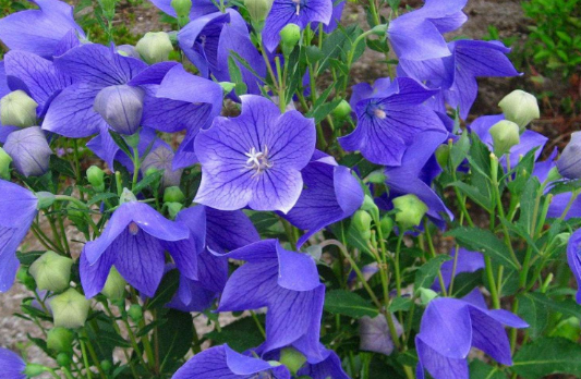 夏天开的花有哪些