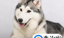 哈士奇太调皮怎么办 哈士奇乱拆家怎么办