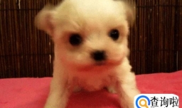 狗狗老是甩头怎么回事，狗狗老是摇头甩耳朵