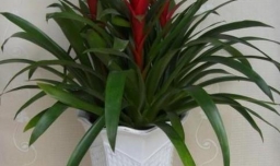 如何养鸿运当头