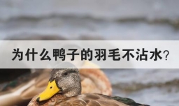 为什么鸭子的羽毛不沾水