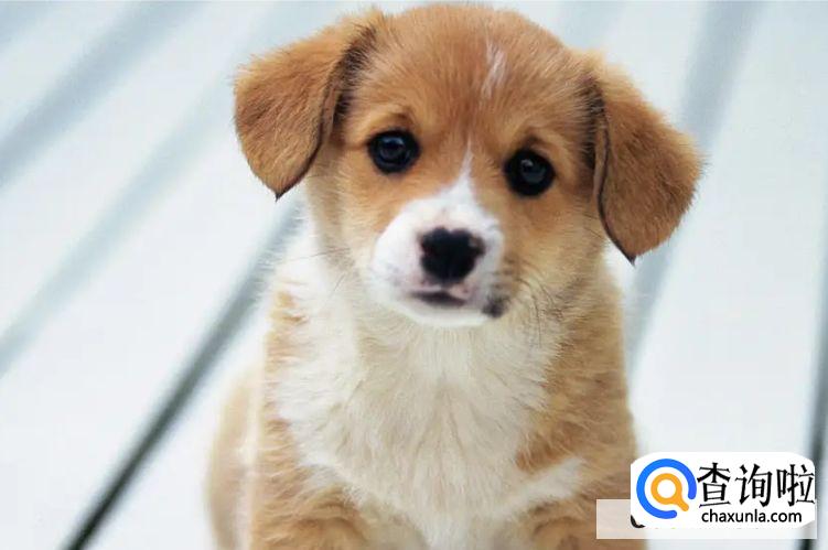 怎么才能调教出一个听话的狗狗？