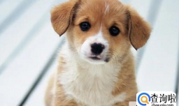 怎么才能调教出一个听话的狗狗？