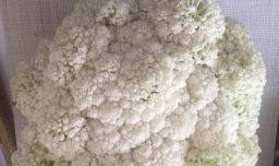 花菜瘦肉汤如何做？