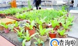 阳台种菜小技巧：三年失败经验总结