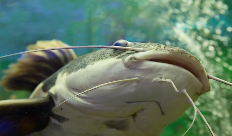 世界十大最凶猛淡水鱼