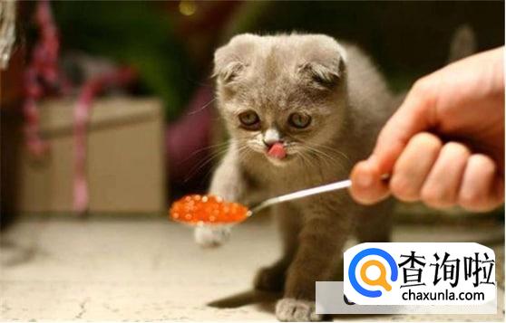 怎样避免猫咪挑食