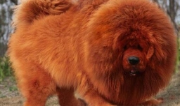 世界上最大的藏獒王