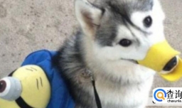 狗狗咬主人怎么纠正训练