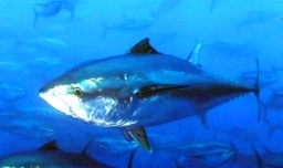 最贵的鱼是什么鱼