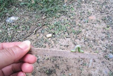 被虫子咬了怎么办