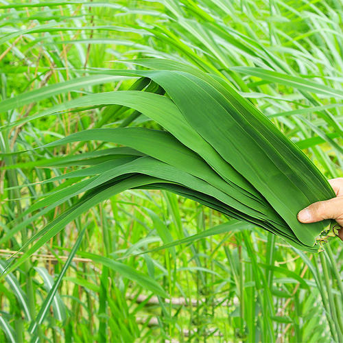新鲜芦苇叶怎样长期保存