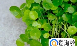 铜钱草怎么养，土养好还是水养的好？