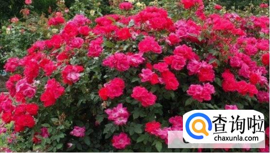 越冬月季修剪时间和方法