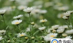 玛格丽特花怎么养