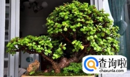 金枝玉叶要如何养护