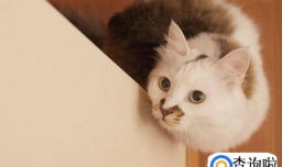 被猫抓/咬伤了，要打狂犬疫苗吗？