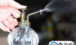 怎样才能养好万代兰？