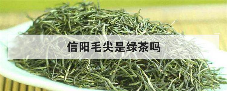 信阳毛尖是绿茶吗